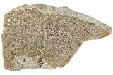 Polished Dinosaur Bone (Gembone) Slab - Morocco #214028-2
